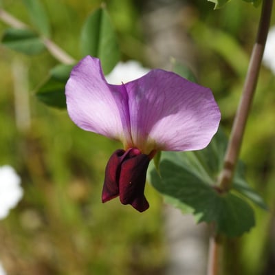 Vicia lathyroides — flower