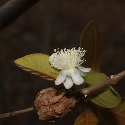 Psidium guineense — flower
