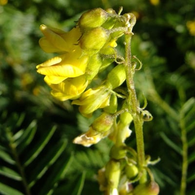 Astragalus penduliflorus — flower