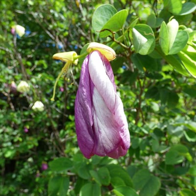 Bauhinia tomentosa — flower