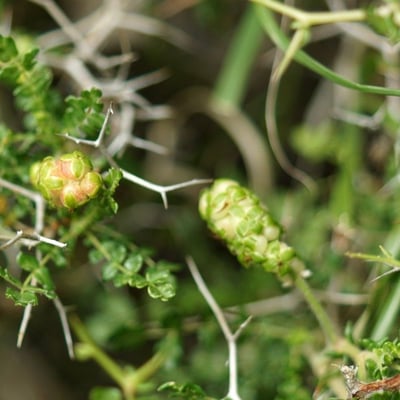 Sarcopoterium spinosum — flower