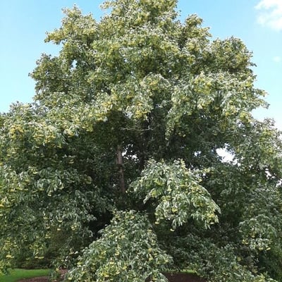 Tilia japonica — habit