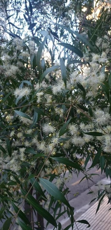 Punchberry