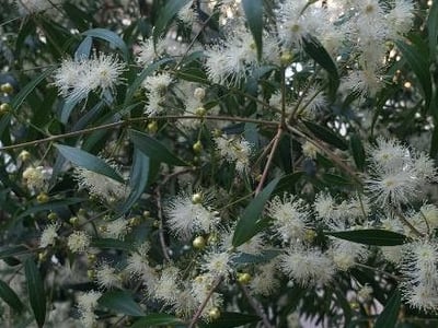 Punchberry