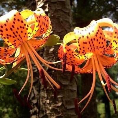 Lilium lancifolium — flower