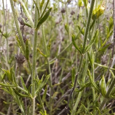 Sideritis tragoriganum — leaf