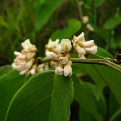 Dalbergia ecastaphyllum — flower