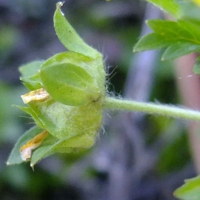 Potentilla supina — flower