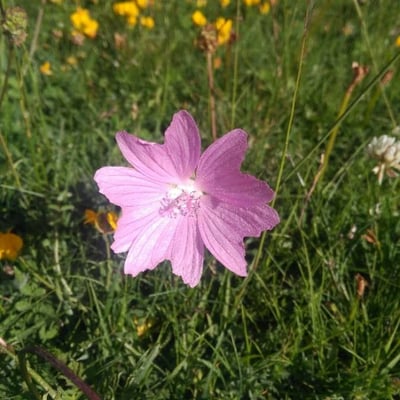 Malva moschata — flower