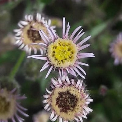 Erigeron acris — flower