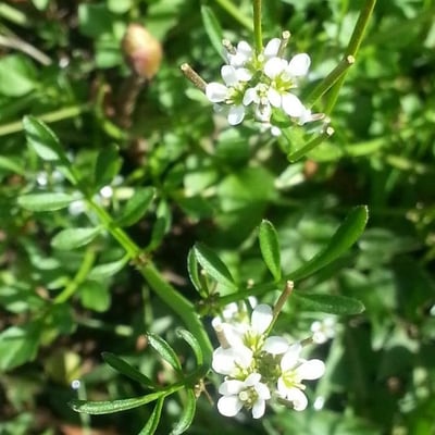 Cardamine parviflora — flower