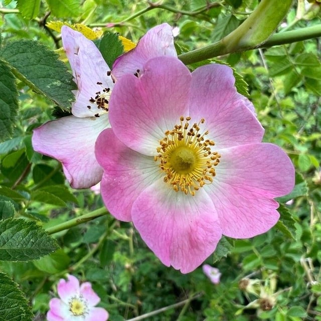Rosa rubiginosa — flower