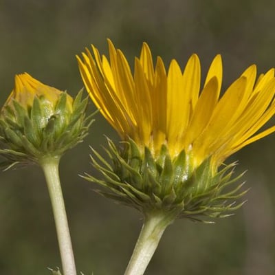 Grindelia ciliata — flower