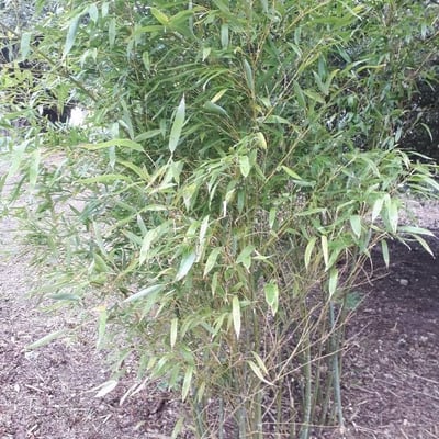 Phyllostachys nigra — flower