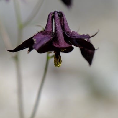 Aquilegia atrata — flower