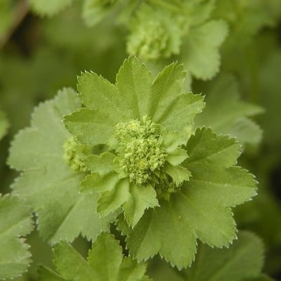Alchemilla filicaulis — flower