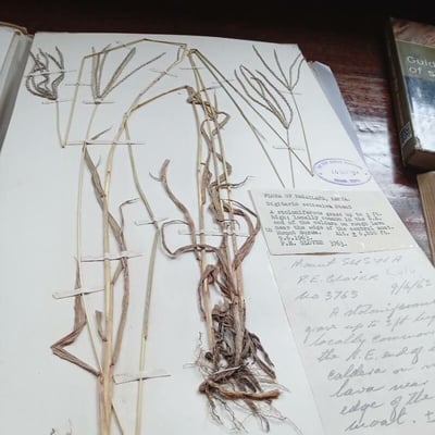 Digitaria eriantha — flower