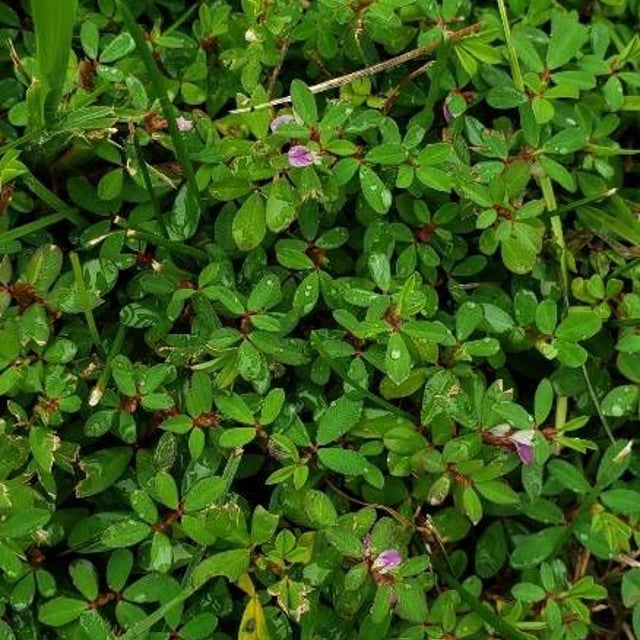 Kummerowia striata — flower