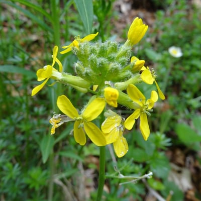 Brassica barrelieri — flower