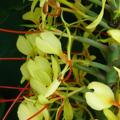 Hedychium gardnerianum — flower