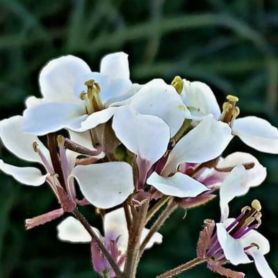 Diplotaxis erucoides — flower
