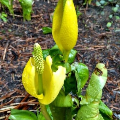Lysichiton americanus — flower