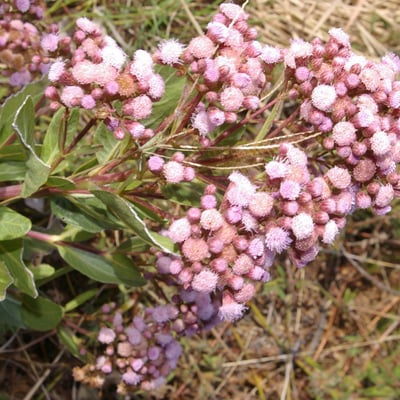 Ayapana amygdalina — flower