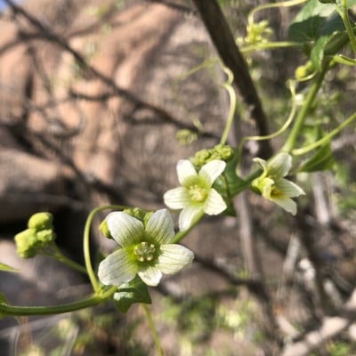 Bryonia alba — flower