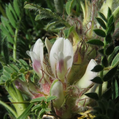 Astragalus sempervirens — flower