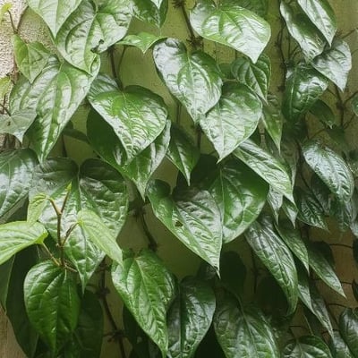 Piper betle — leaf