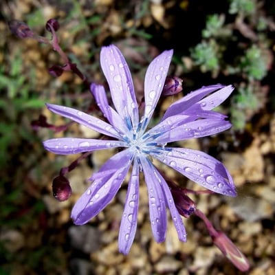 Lactuca perennis — flower