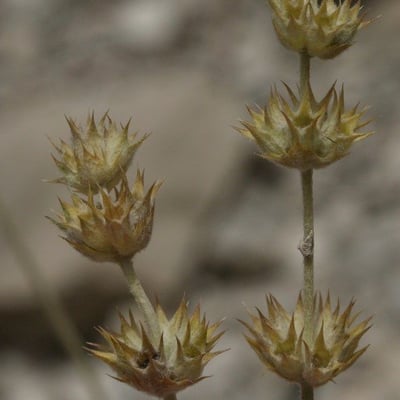 Sideritis incana — flower
