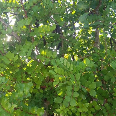 Entada phaseoloides — leaf
