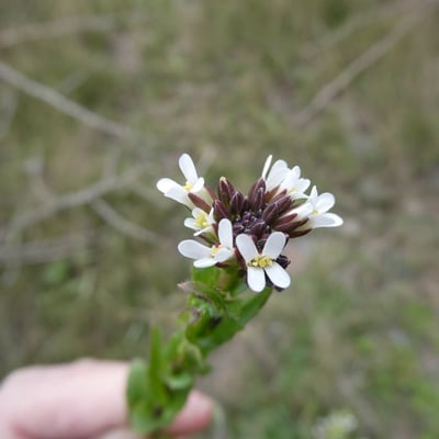 Arabis planisiliqua — flower