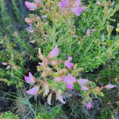 Ononis tridentata — flower
