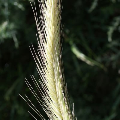 Hordeum bulbosum — flower