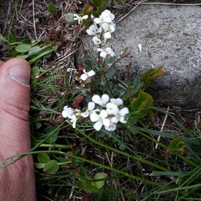 Cardamine bellidifolia — flower