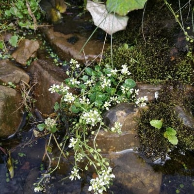 Cochlearia officinalis — flower