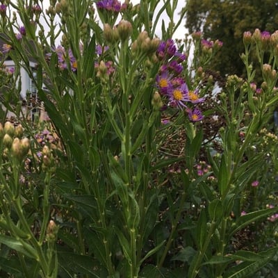 Aster tataricus — flower