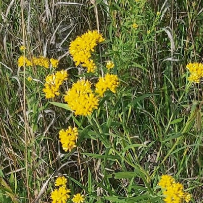 Euthamia graminifolia — flower