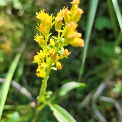 Solidago uliginosa — flower