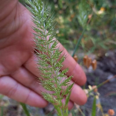 Gastridium ventricosum — flower