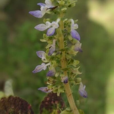 Plectranthus parviflorus — flower