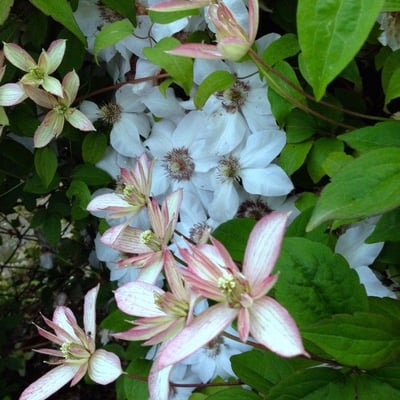 Clematis montana — flower