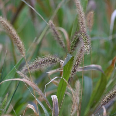 Setaria viridis — flower