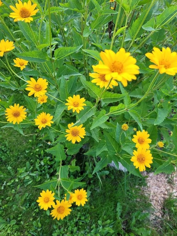False sunflower