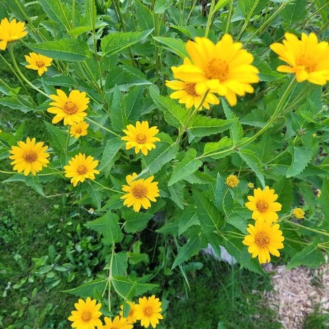 False sunflower