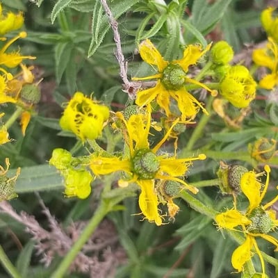 Ruta angustifolia — flower