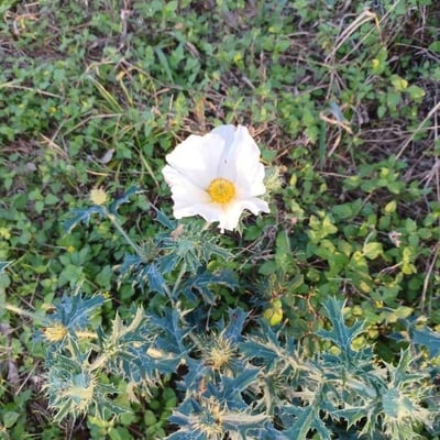 Argemone albiflora — flower
