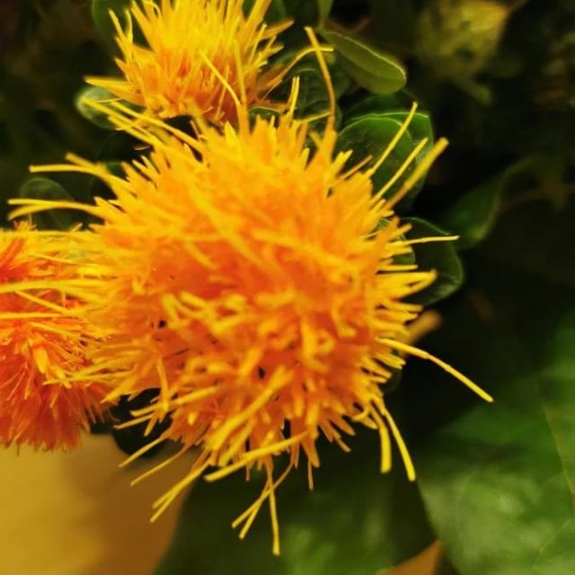 Carthamus tinctorius — flower